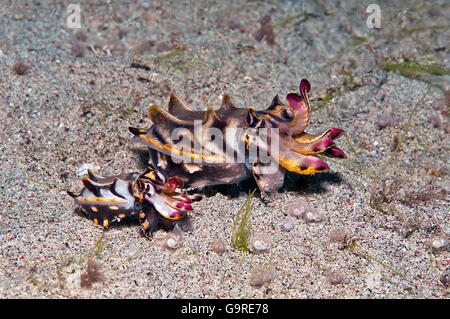 Pfeffer's Flamboyant Cuttlefish, male and female / (Metasepia pfefferi) Stock Photo
