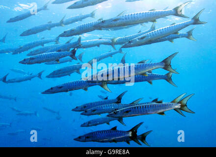 Great Barracudas / (Sphyraena barracuda) Stock Photo