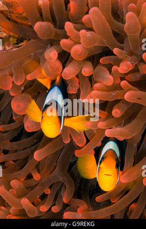 Red Sea Clown Fish, Red Sea / (Amphiprion bicinctus) / Clownfish Stock Photo