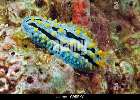 Varicose Wart Slug / (Phyllidia varicosa) Stock Photo