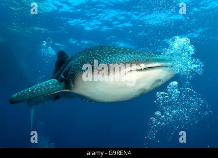 Whale Shark, Phuket, Similan islands, Andaman sea, Thailand / (Rhincodon typus) Stock Photo