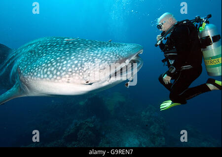 Diver and Whale Shark, Phuket, Similan islands, Andaman sea, Thailand / (Rhincodon typus) Stock Photo