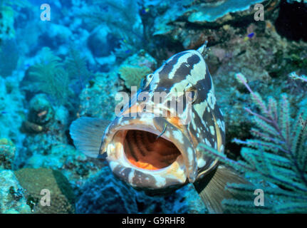 Nassau Grouper / (Epinephelus striatus) Stock Photo