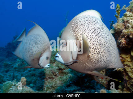 Grey Angelfish / (Pomacanthus arcuatus) Stock Photo