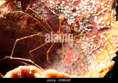 Yellow Line Arrow Crab, Bahamas / (Stenorhynchus seticornis) Stock Photo