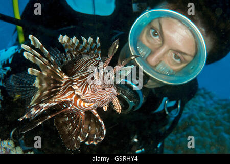 diver and lionfish, Mauritius, Africa, Indian Ocean / (Pterois volitans) Stock Photo
