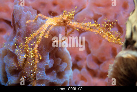 Spider crab, Spider crabs, Other animals, Crabs, Crustaceans, Animals