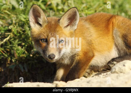 curious young fox looking at the camera ( Vulpes vulpes ) Stock Photo