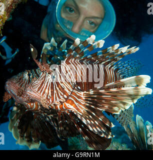 diver and lionfish, Mauritius, Indian Ocean / (Pterois volitans) Stock Photo