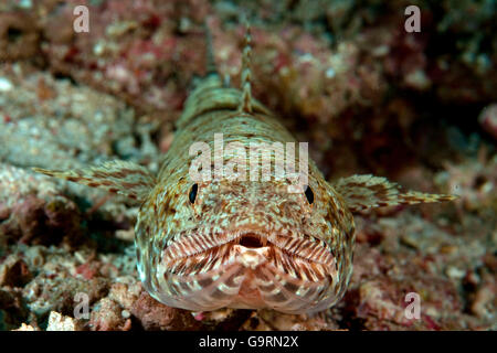Slender Lizardfish / (Saurida gracilis) / Blotchy lizardfish Stock Photo