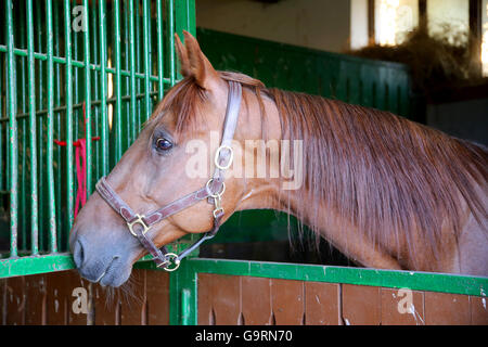 Anglo-arabian racehorse watching other horses out of the stable Stock Photo