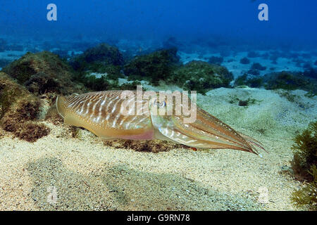 cuttlefish, squid, canary islands, atlantic / (Sepia officinalis) Stock Photo