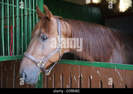 Gidran breed  horse head profile portrait with an alert expression    Anglo-arabian racehorse watching other horses out of the s Stock Photo