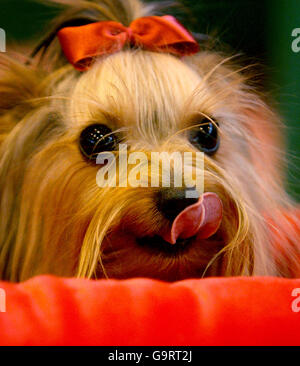 Luci, a 14-month-old Yorkshire Terrier is seen during Crufts 2007 at the NEC in Birmingham, Stock Photo