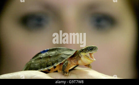 A member of staff examines a newborn Golden Coin Box turtle, at Chester Zoo in Chester, northern England Stock Photo