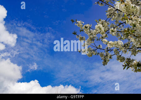 Spring on a sunny Day with blue sky and cherry blossom Stock Photo