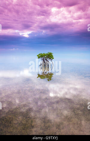 A single mangrove surrounded by colorful sky and reflections in the shallow waters of Biscayne Bay near Miami, Florida. Stock Photo