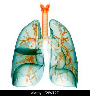 Human Respiratory System Lungs Anatomy Stock Photo