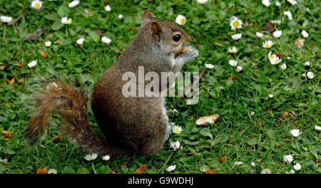Grey Squirrel eats in St James's Park Stock Photo