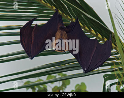 Flying fox, Pteropus hypomelanus, hanging from palm tree in Maldives Stock Photo