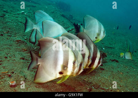 Orbicular batfish, circular batfish, Molukkes, Indonesia, Asia, Pacific / (Platax orbicularis) Stock Photo