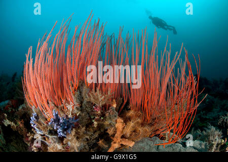 Red Whip corals and scuba diver, Molukkes, Indonesia, Asia, Pacific / (Ellisella ceratophyta) Stock Photo
