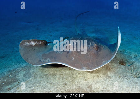 Atlantic Stingray, Canary Islands, Spain, Europe, Atlantic / (Dasyatis sabina) Stock Photo