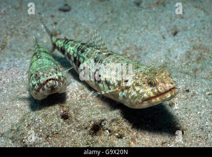 Variegated Lizardfish, Philippines, Southeast Asia, Philippene Sea / (Synodus variegatus) Stock Photo