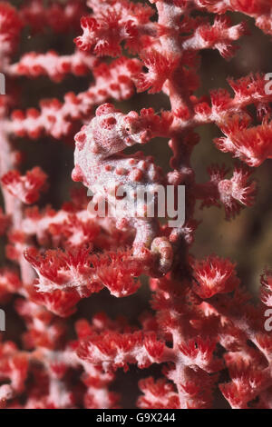 Bargibant's seahorse, pygmy seahorse, Bali, Indonesia, Asia / (Hippocampus barbiganti) Stock Photo
