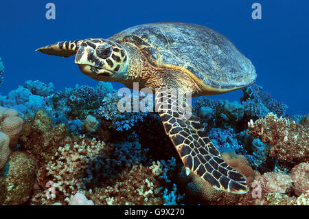 hawksbill sea turtle, Port Ras Ghalib, Egypt, Africa, Red Sea / (Eretmochelys imbricata) Stock Photo