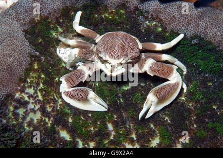 Anemone Porcelain crab, Indo-Pacific / (Neopetrolisthes maculatus) Stock Photo
