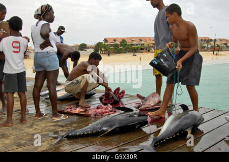 Fisher with yellow fin tuna, Cape Verde, Atlantic / (Thunnus albacares) Stock Photo