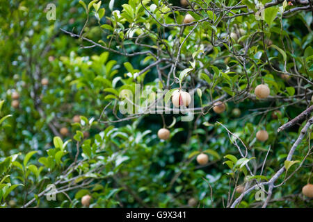 tree of nutmeg, island of Grenada, Caribbean, America / (Myristica fragrans) Stock Photo