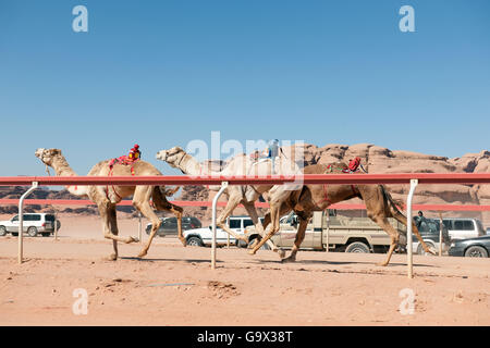 camels running in a camel race in dubai Stock Photo - Alamy