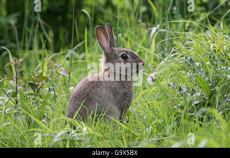 Irish hare Stock Photo