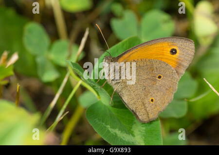 Meadow brown (Maniola jurtina) butterfly having rest on a leaf in shadows of summer herbs Stock Photo