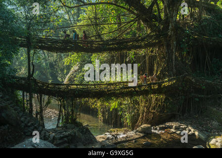 Double living root bridge formed from the roots of Rubber fig tree (Ficus elastica). Made by the Khasi Tribe, Meghalaya, North East India, October 2014. Stock Photo