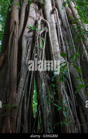 Fig trees (Ficus sp) in tropical rainforest, Bukit Barisan National Park, Sumatra, Indonesia. Stock Photo