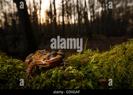 Common frog (Rana temporaria) during breeding season in forest, Yonne, Burgundy, France, March. Stock Photo