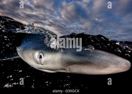 A Blue shark (Prionace glauca) just below the surface, with nictitating membrane partially shut to protect its eye, Hauraki Gulf, Auckland, New Zealand, June. Stock Photo