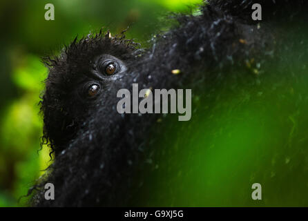 Mountain gorilla (Gorilla beringei beringei) baby peering over mother, Virunga, Rwanda Stock Photo