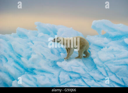 Polar bear (Ursus maritimus) walking over blue ice,  Nordaustlandet, Svalbard, Norway, July. Stock Photo