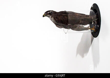 Goshawk (Accipiter gentilis) flying through narrow tunnel in experiment. Taken for BBC series 'The Animal's Guide to Britain'.