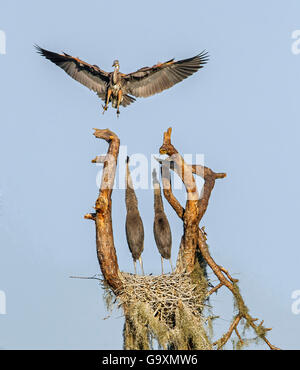 Great blue heron (Ardea herodias) landing on nest with chicks, Myakka River State Park, Florida, USA, March. Stock Photo
