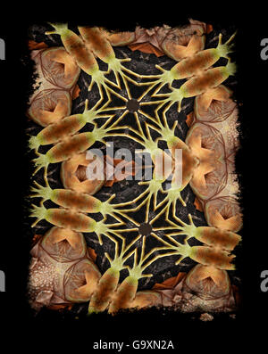 Kaleidoscope pattern formed from picture of Common iguana (Iguana iguana) - see original image number 01482835 EMBARGOED FOR NAT GEO UNTIL the end of 2015 Stock Photo