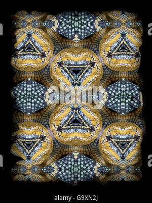 Kaleidoscope pattern formed from picture of Wagler&#39;s Temple Viper (Tropidolaemus wagleri) scales. Restricted for Editorial use until December 2015 Stock Photo