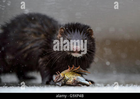 American mink (Mustela vison) on ice with Common frog (Rana temporaria) prey, Tartumaa, Estonia, January. Introduced species. Stock Photo