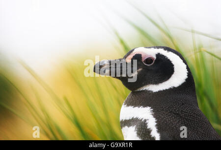 Magellanic penguin (Spheniscus magellanicus) profile portrait, Falkland Islands, November. Stock Photo