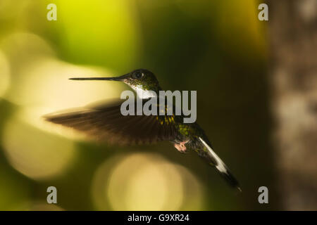 Collared inca hummingbird (Coeligena torquata) in flight with bokeh affect in background, Ecuador Stock Photo