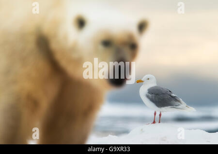 Polar bear (Ursus maritimus) and Glaucous gull (Larus hyperboreus) in Svalbard, Norway, July 2014. Stock Photo